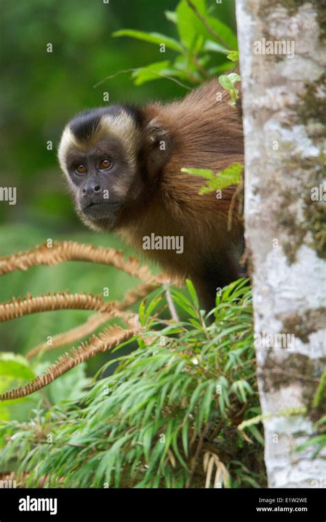 Tufted Capuchin Monkey Hi Res Stock Photography And Images Alamy