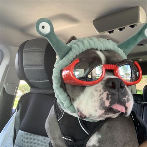 seminole county animal shelter fl 2