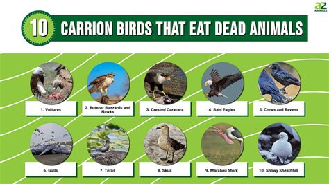 10 Carrion Birds That Eat Dead Animals - A-Z Animals