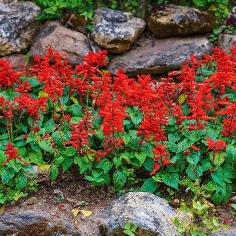 Amazon Outsidepride Perennial Salvia Coccinea Sage Scarlet Wild