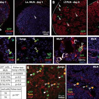 MCMV Enters SG Via CD11c Cells A We Gave BALB C Mice MCMV GFP I N