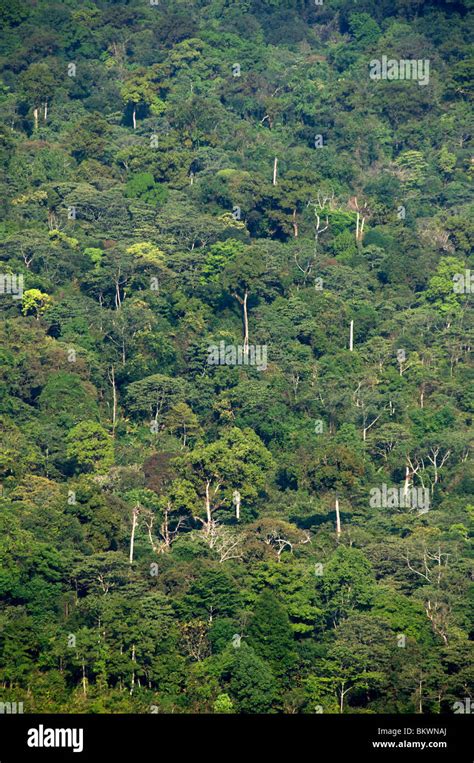 Tropical Evergreen Forests Hi Res Stock Photography And Images Alamy