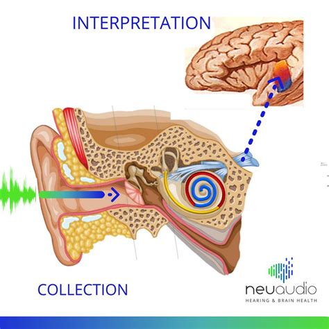 The Ear Might Collect The Sound But It S The Brain That Interprets It