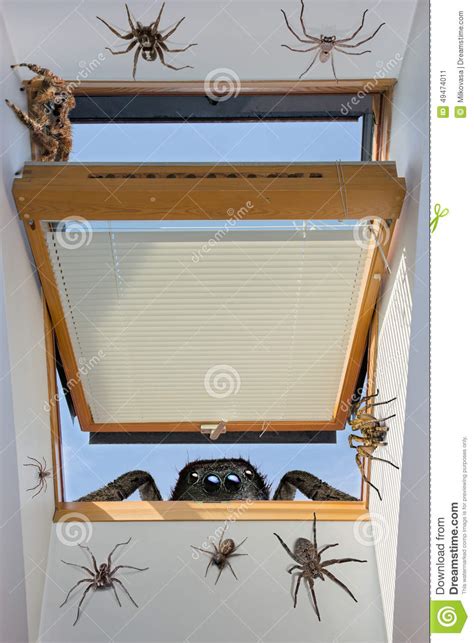 Spiders Crawling Through An Open Window Stock Image Image Of