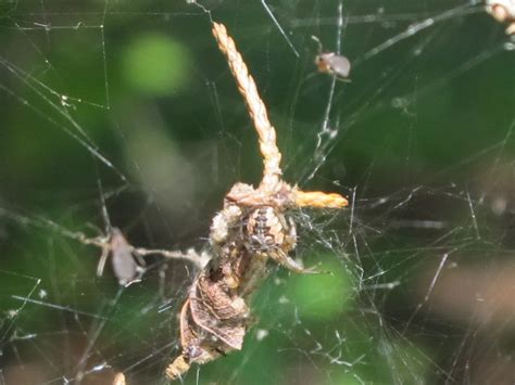 Blue Jay Barrens Camo Spider