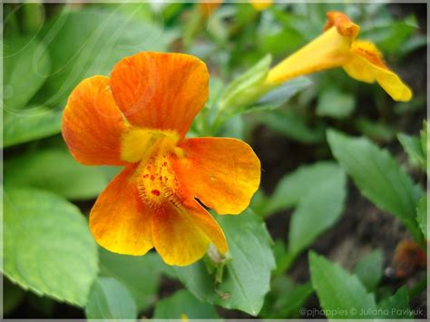 Monkey Flower Highland Orange Mimulus Highland Orange Губастик