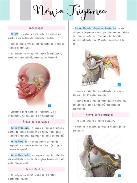 Resumo De Nervo Trig Meo Anatomia De Cabe A E Pesco O