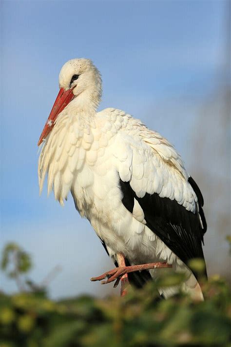 Frankreich Haut Rhin Naturoparc Ist Das Bild Kaufen