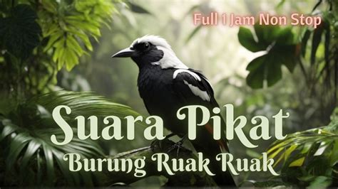 Full 1 Jam Suara Burung Merdu Suara Pikat Burung Ruak Ruak Ampuh