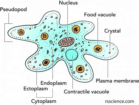 Facts About Amoeba Structure Behavior And Reproduction Rs Science