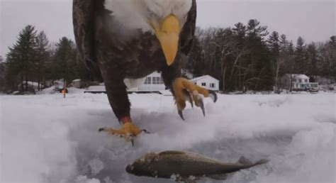 GoPro Video Shows Bald Eagle Stealing Fishermans Catch WSVN 7News