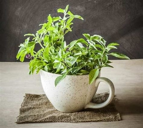 Туласи (Базилик тонкоцветный) | Растения, Базилик, Алоэ