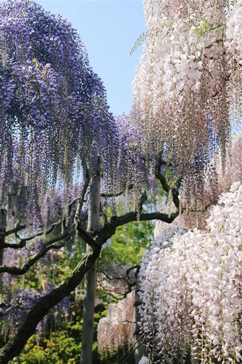 Ashikaga Flower Park Tochigi Japan Wisteria あしかがフラワーパーク Real Flowers