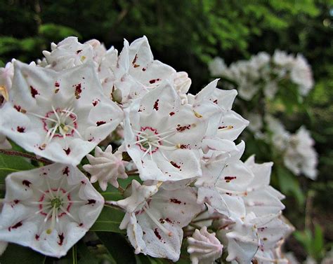 Mountain Laurel Photograph By MTBobbins Photography Fine Art America