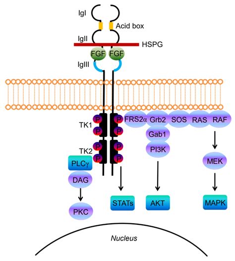 Fgfr3 Pathway