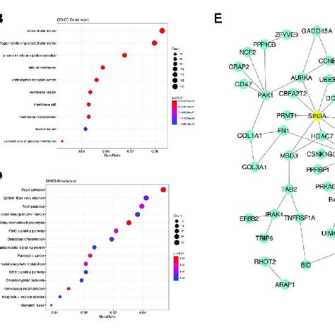 Gene Interaction Network And Functional Analysis Of Os Associated