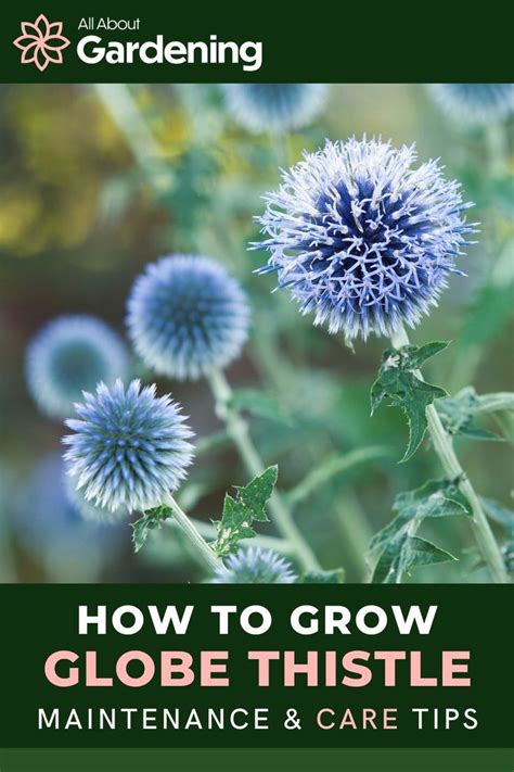 Globe Thistle How To Plant Grow And Care For Echinops In