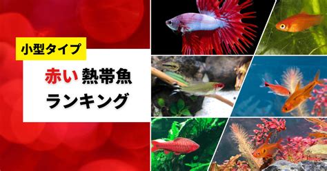 赤い熱帯魚おすすめ14選！水槽に映える小型品種を紹介 アクアリウムを楽しもう