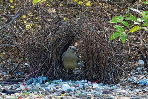 Bower Bird Nest 1 Flickr Photo Sharing