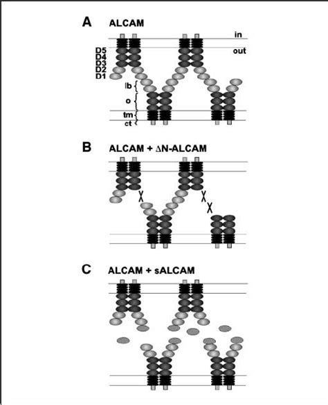 Working Model For Alcam Function A Alcam Is A 105 Kda Transmembrane Download Scientific