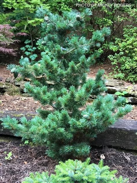 Pinus Parviflora Fukuzumi Dwarf Japanese White Pine In 2023 Japanese Maple Tree Coral Bark