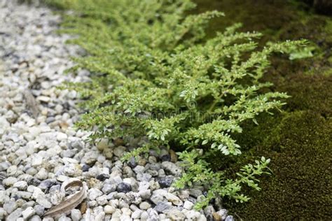 Natural Stone Landscaping in Home Garden Stock Image - Image of private ...