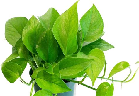 Jade Pothos How To Care For The Epipremnum Aureum Plant Potted Well