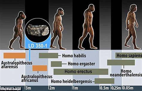 Four Species Of Human Ancestor Roamed Earth 3 Million Years Ago