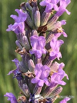 Details Tipos De Lavanda Comestible Abzlocal Mx