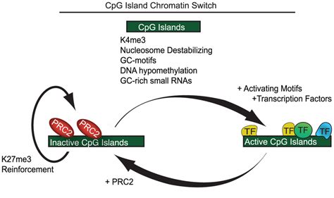 A Model Showing Cpg Islands As A Chromatin Switch A Features Common