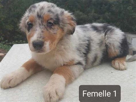 Disponibles La Vente Chiots Bergers Australiens Lof Petite