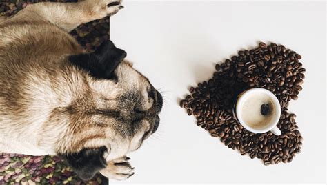 Coffee and Dogs: 3 Coffee Companies Who Support Dog Rescues