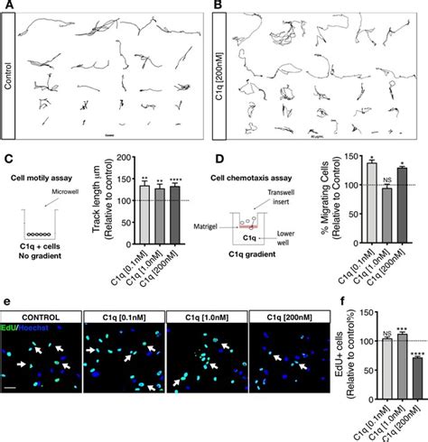 Figures And Data In Novel C1q Receptor Mediated Signaling Controls