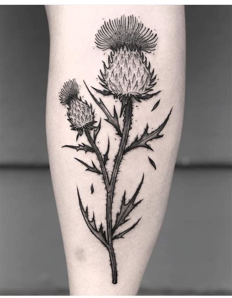 a black and white photo of a thistle flower on the leg, with its petals ...