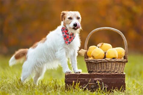 Frutas Que Os Cachorros N O Podem Comer Jovem Pan