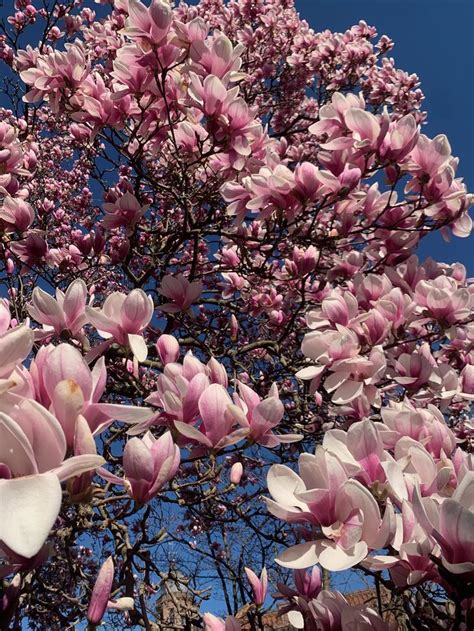 Saucer Magnolia Yale Nature Walk