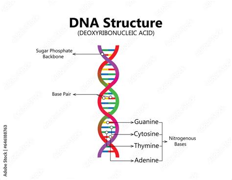 Vector Scientific Icon Spiral Of Dna And Rna An Illustration Of The