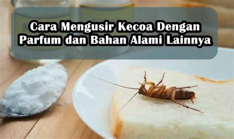 Cara Mengusir Kecoa Dengan Parfum Dan Bahan Alami Lainnya BanyakCara