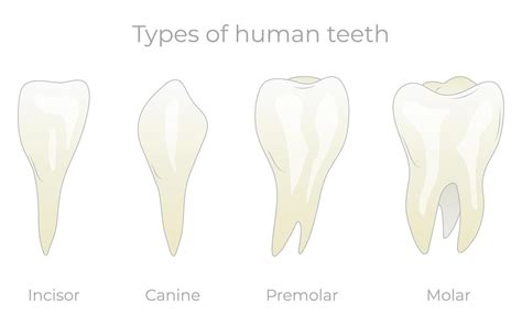 Teeth Types Vector Illustration Various Healthy Human Tooth Collection