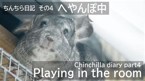 Chinchilla Diary Part Chinchilla Youtube