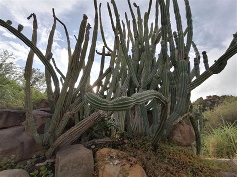 A big boi spotted in Colesburg, South Africa : r/succulents