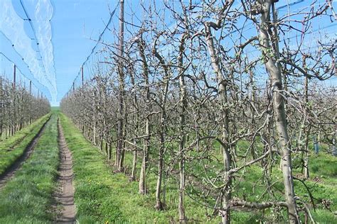 Les vergers bourgeonnent trop tôt les agriculteurs inquiets face au