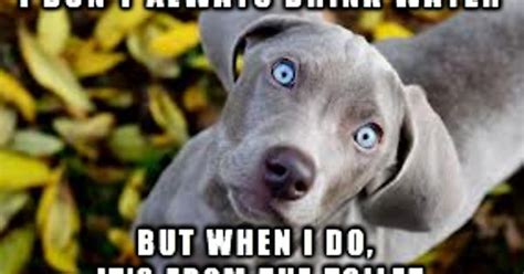 Blue Eyed Grey Labrador Meme On Imgur