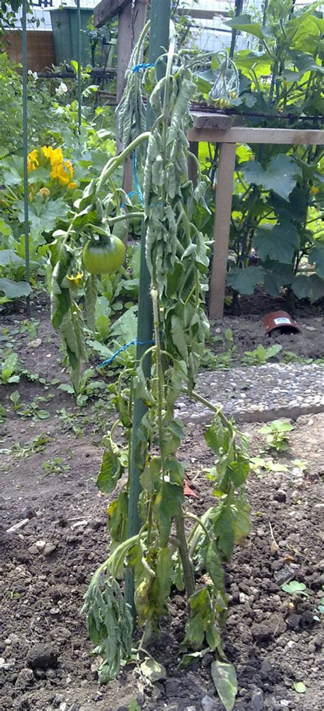 Tomaten Krankheiten Hausgarten Net