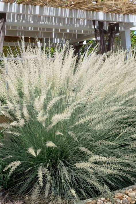 Buy Big Muhly Grass Muhlenbergia Linheimeri Free Shipping Wilson