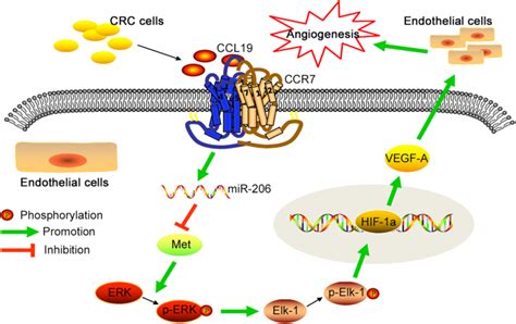 Ccl Suppresses Angiogenesis Through Promoting Mir And Inhibiting