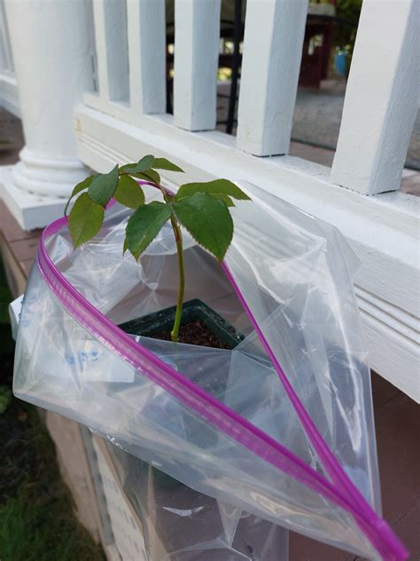 Propagating Roses From Cuttings - Planters Place