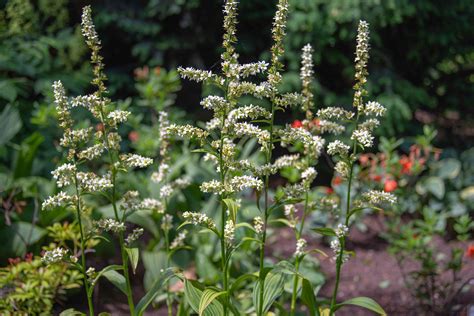 False Hellebore Plant