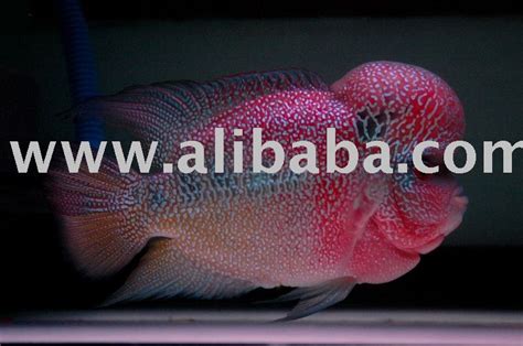 Zhen Zhu Malau Flowerhorn