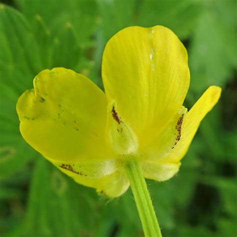 171/366 Buttercups | earthstar